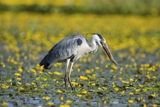 Grey heron (Ardea cinerea) amidst flowering sea pots (Nymphoides peltata) Hungary