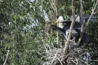 Grey heron (Ardea cinerea) at the eyrie Hungary