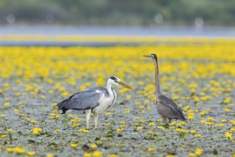 Grey heron (Ardea cinerea) and purple heron (Ardea purpurea) amidst flowering sea pots (Nymphoides