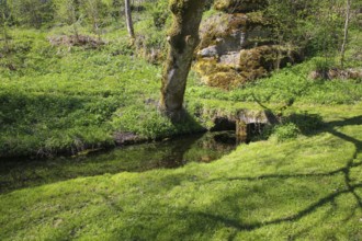 Lauter spring, Große Lauter, karst spring, body of water, park, idyll, meadow, lawn, trees,