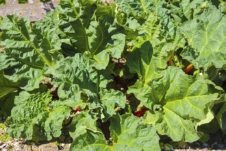 Herb garden near the stud farm museum and the Lauter spring, rhubarb (Rheum rhabarbarum), common