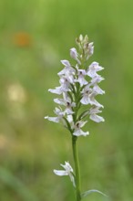 Moorland spotted orchid (Dactylorhiza maculata), inflorescence, close-up, Wilnsdorf, North