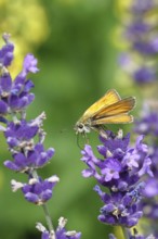 Large skipper (Ochlodes venatus), collecting nectar from a flower of Common lavender (Lavandula