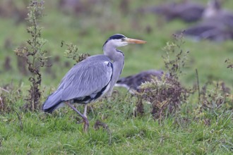 Grey heron (Ardea cinerea), standing in a meadow, Bieslicher Insel, Lower Rhine, North
