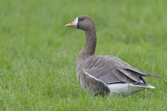 White-fronted goose (Anser albifrons), standing in a meadow in the wintering area, wildlife,
