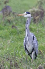 Grey heron (Ardea cinerea), standing in a meadow, Bieslicher Insel, Lower Rhine, North