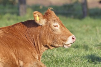 Cow (Bos primigenius taurus), ruminating in a meadow, animal portrait, Wilnsdorf, North
