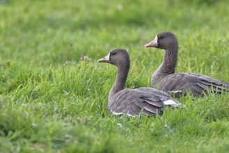 White-fronted geese (Anser albifrons), lying in a meadow in the wintering area, pair of animals,