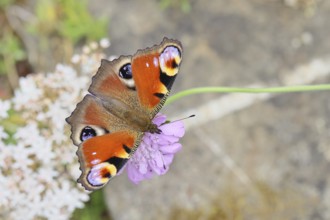 Peacock butterfly (Inachis io) sucking nectar on scabiosa, in a natural environment in the wild,
