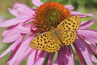 Peacock butterfly (Aglais io), on a yellow flower of a Great Telekie (Telekia speciosa), Wilnsdorf,