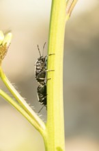 Two cabbage bugs (Eurydema oleracea) on the green stalk of a garlic rocket (Alliaria petiolata, syn
