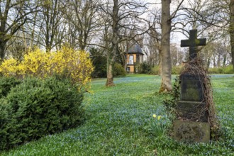 Scilla, blue stars in a meadow, gravestone, Lindener Bergfriedhof with kitchen garden pavilion,