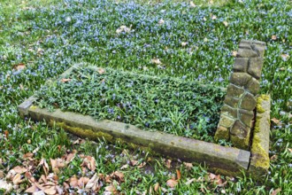 Scilla, blue stars in a meadow, single anonymous grave, autumn leaves, Lindener Bergfriedhof,