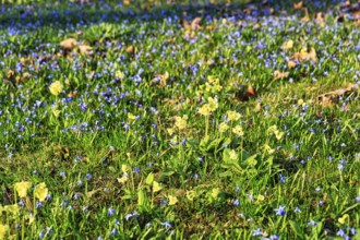 Scilla, blue stars and primroses in a meadow, Lindener Bergfriedhof, Lindener Berg, Linden,