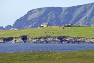 Green meadows and houses in front of a dramatic rocky coastline by the sea, Sumburgh Head, Shetland