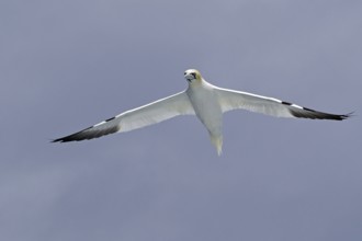 A Gannet in flight with wings spread against a cloudy sky, Noss, Shetland Islands, Scotland, Great