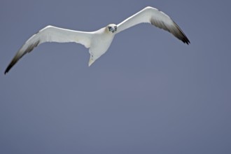 A Gannet with outspread wings flies through a clear blue sky, Noss, Shetland Islands, Scotland,