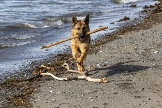 German Shepherd running along the St. Lawrence River, Dog with a piece of wood in its mouth,