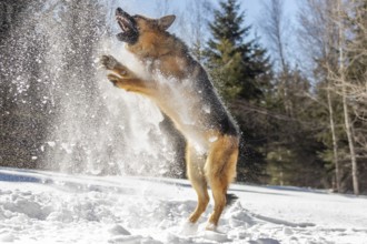 German Shepherd Dog, Dog playing with snow thrown by its owner, La Mauricie region, Province of
