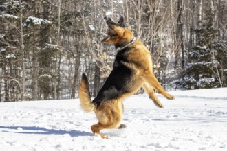 German Shepherd Dog, Dog playing with snow thrown by its owner, La Mauricie regio, Province of