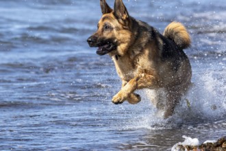German Shepherd running along the St Lawrence River, Gaspesie Region, Province of Quebec, Canada,
