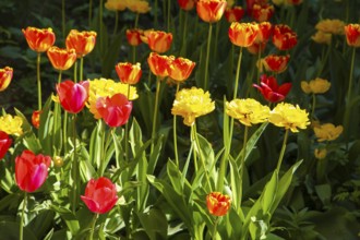 Tulips (Tulipa), red and yellow flowers, green leaves, garden, flowers, plants, bed, spring