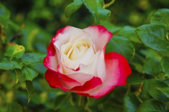 Rose (Rosa), cultivated rose, white and red blossom, green leaves, garden, flowers, plants,