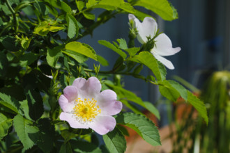 Dog rose (Rosa canina), dog rose, dog rose, heather rose, hag rose, blossoms, green leaves, garden,