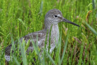 Common redshank (Tringa totanus) juvenile hidden in vegetation with glasswort on the shore of