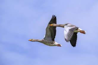 Two greylag geese, graylag goose pair (Anser anser) flying against cloudy sky in summer