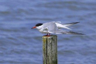 Common tern (Sterna hirundo) adult in breeding plumage perched on wooden pole and stretching wings