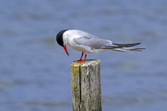 Common tern (Sterna hirundo) adult in breeding plumage perched on wooden pole along the North Sea