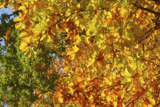 Colourful leaves Colourful leaves change colour on deciduous trees in late summer Golden autumn