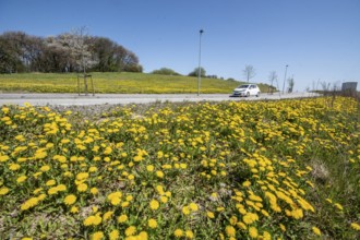 Dandelions in spring on the roadside and car on the road in Ystad, Skåne County, Sweden,