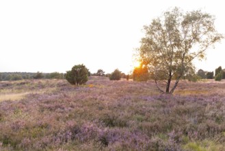 Beautiful sunset over the blooming heath on Wilseder Berg, Lüneburg Heath