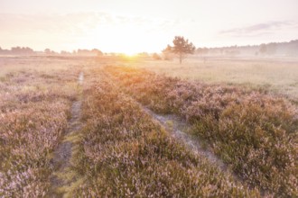 Marvellous sunrise over the blooming Behringer Heide in the Lüneburg Heath