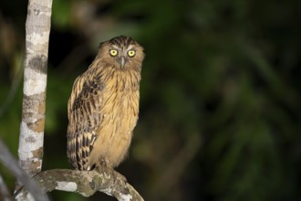 Sundafischuhu (Ketupa ketupu), Kota Kinabatangan, Sabah, Malaysia