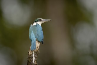 Collared Kingfisher (Todiramphus chloris), Kota Kinabatangan, Sabah, Malaysia