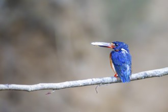 Menintine kingfisher (Alcedo meninting), Kota Kinabatangan, Sabah, Malaysia