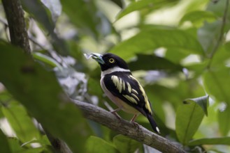 Collared Broadbill (Eurylaimus ochromalus), Sandakan, Sabah, Malaysia