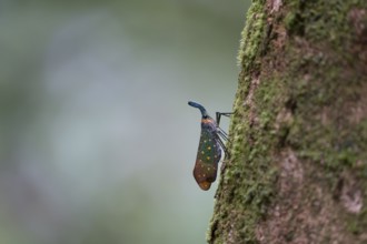 Lantern beetle (Pyrops intricatus), Lahad Datu, Sabah, Malaysia