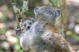 Crowned lemur (Eulemur coronatus), juvenile, with mother, Le Palmarium Reserve, Ambinaninony,