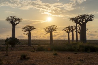 Baobabs (Adansonia) at sunset, Bemanonga, Menabe, Madagascar