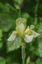 Yellow iris, Münsterland, North Rhine-Westphalia, Germany