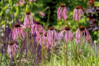 Flowers of the medicinal plant coneflower (Echinacea pallida), Münsterland, North Rhine-Westphalia,