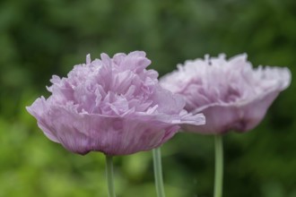 Double poppies (Papaver), North Rhine-Westphalia, Germany