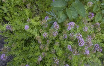 Caucasian Crosswort (Phuopsis stylosa), Netherlands