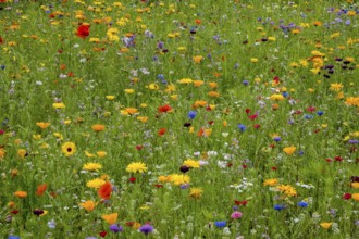 Colourful flower meadow, Münsterland, North Rhine-Westphalia, Germany