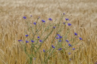 Cereal field with cornflowers, Münsterland, North Rhine-Westphalia, Germany