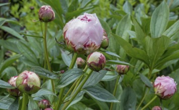Peonies (Paeonia) with raindrops, buds, Netherlands